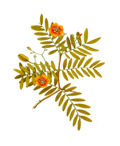 Bulnesia arborea Verawood Bulnesia arborea Verawood